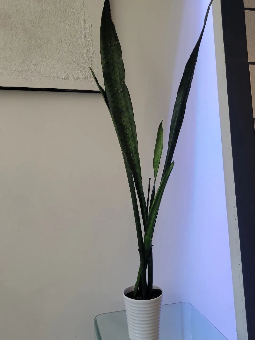 Snake Plant in White Pot  - 3.6Ft Tall image indicator(3)