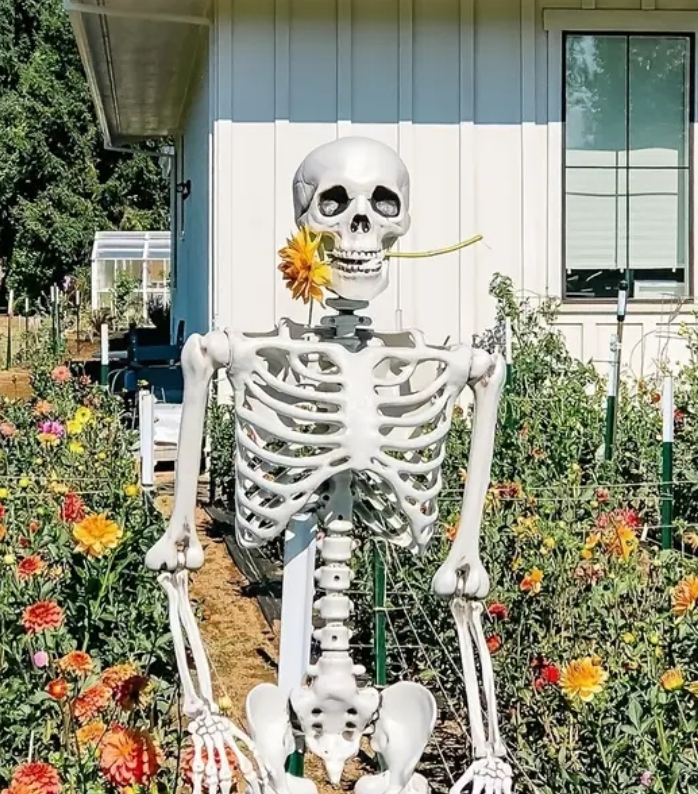 Halloween decoration - Joe the skeleton