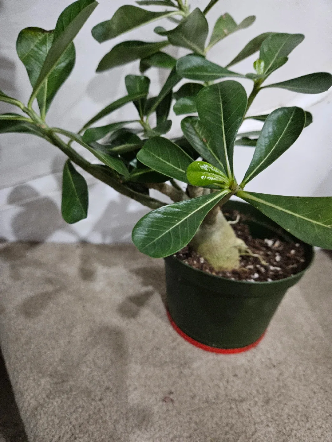 Potted Desert Rose Plant image indicator(7)
