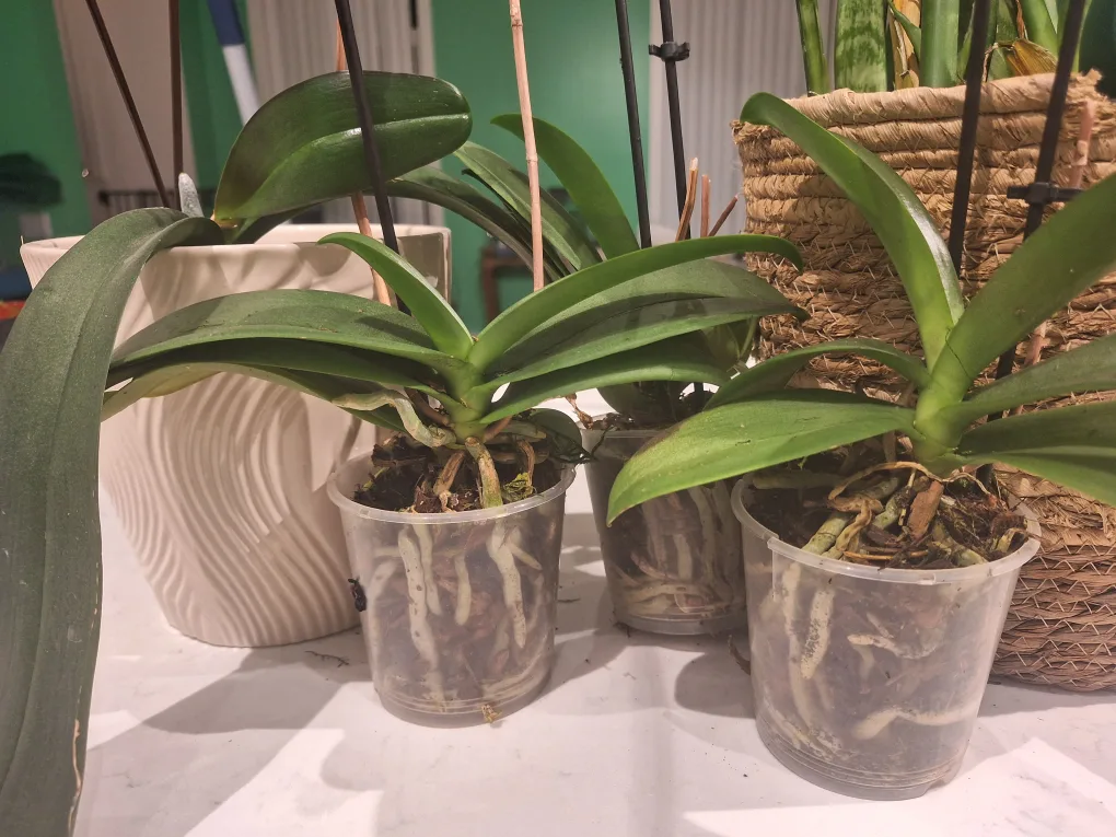 plants image indicator(2)