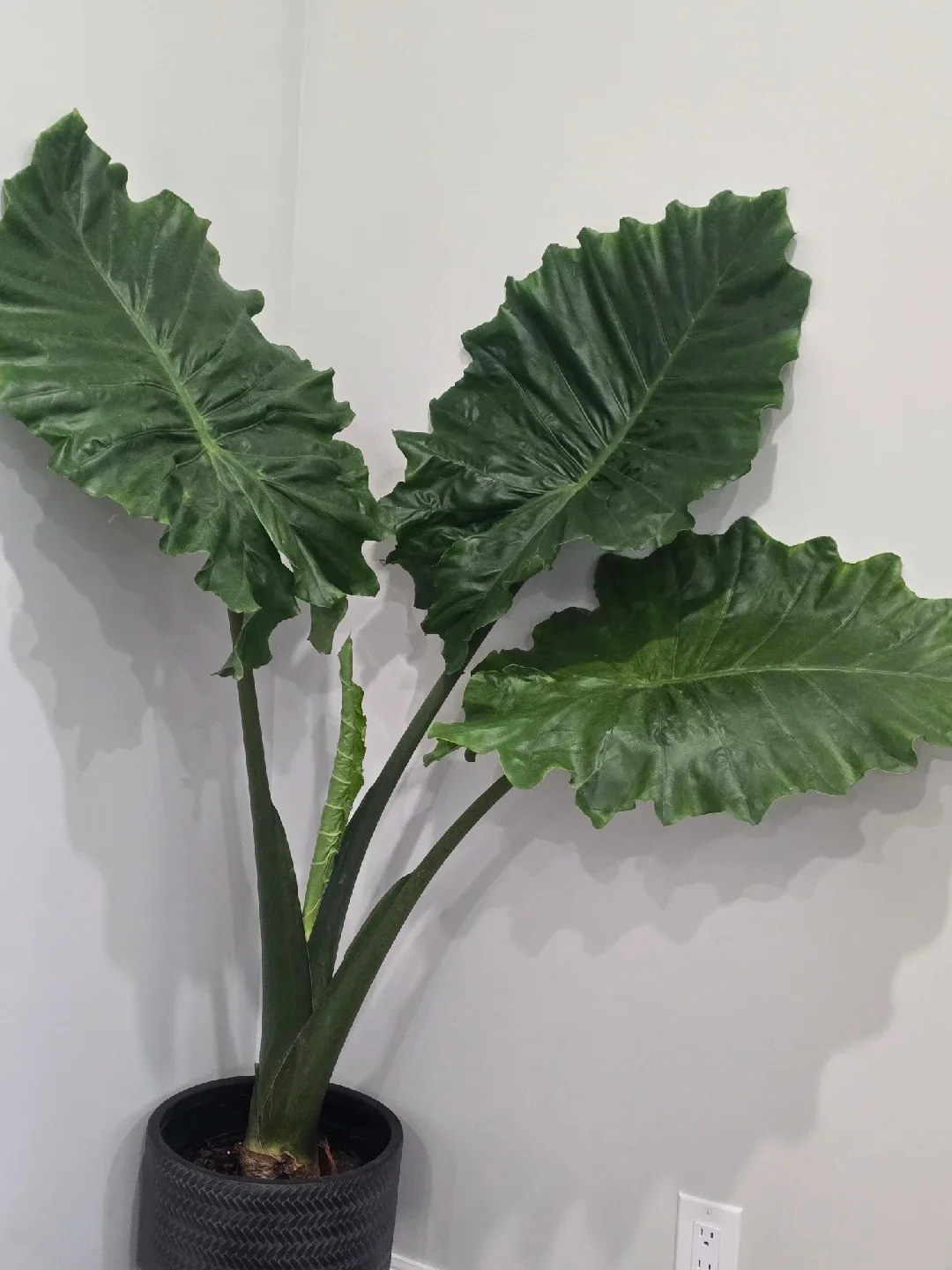 extra large alocasia  plant image indicator(2)