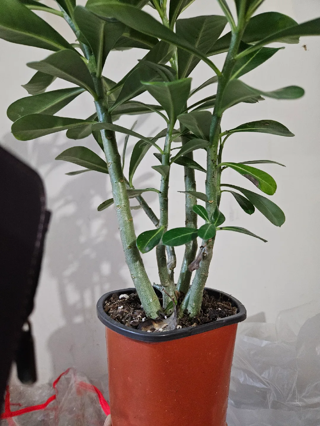 Potted Desert Rose Plant🧡 image indicator(2)