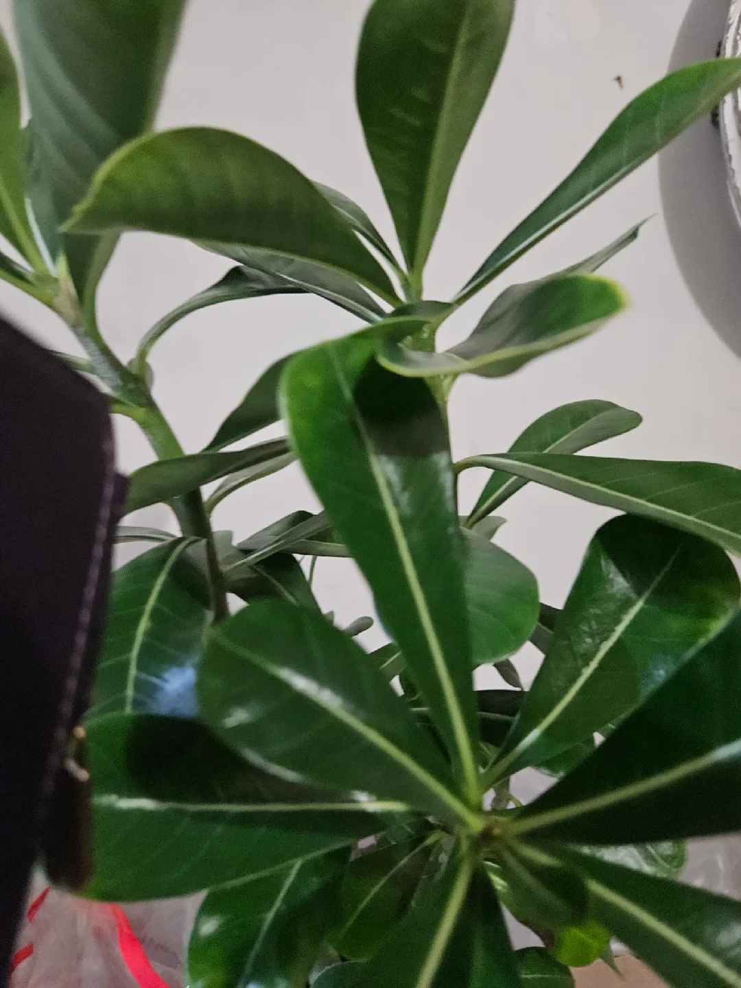 Potted Desert Rose Plant�🧡 image indicator(3)