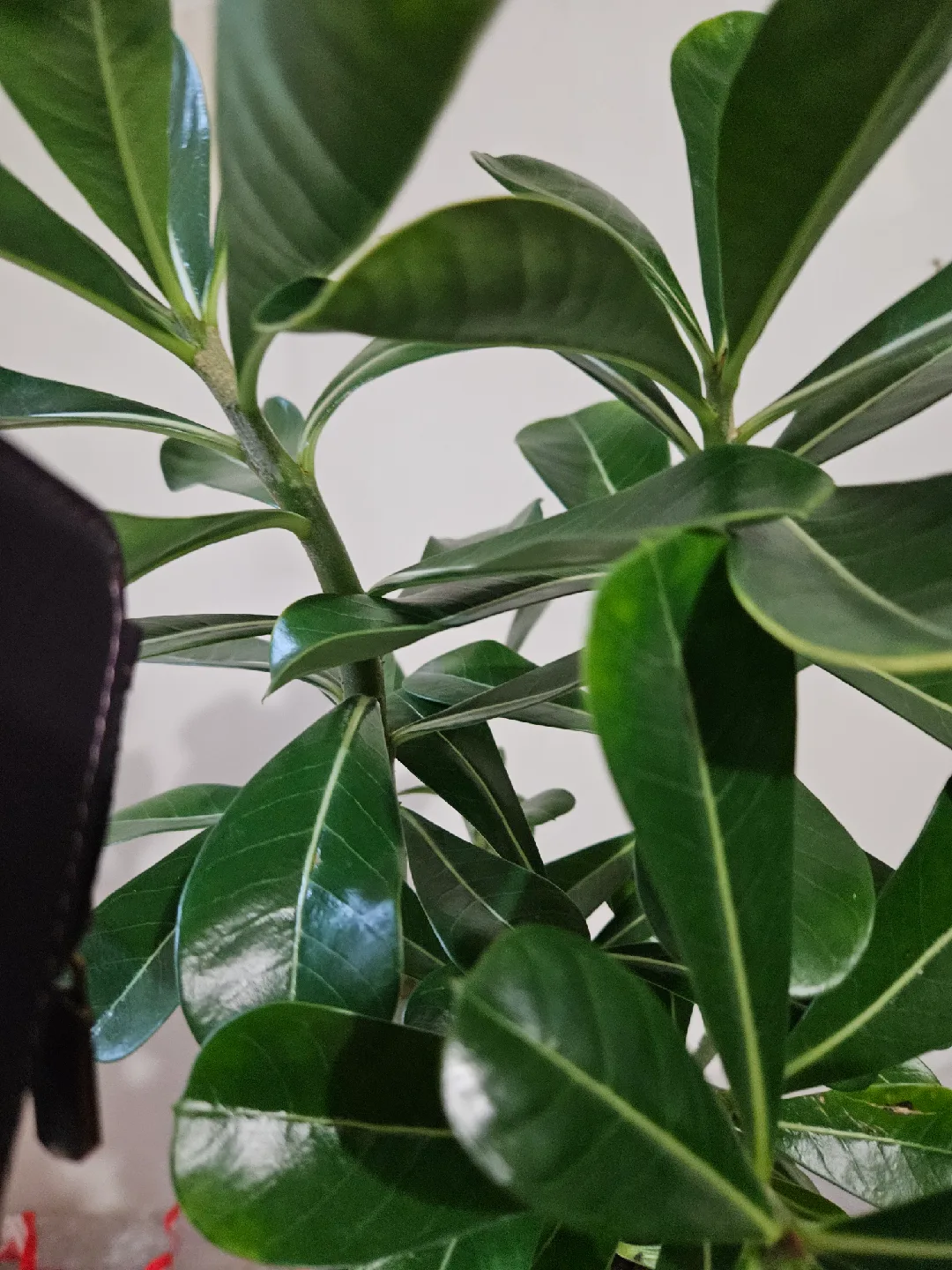 Potted Desert Rose Plant🧡 image indicator(4)