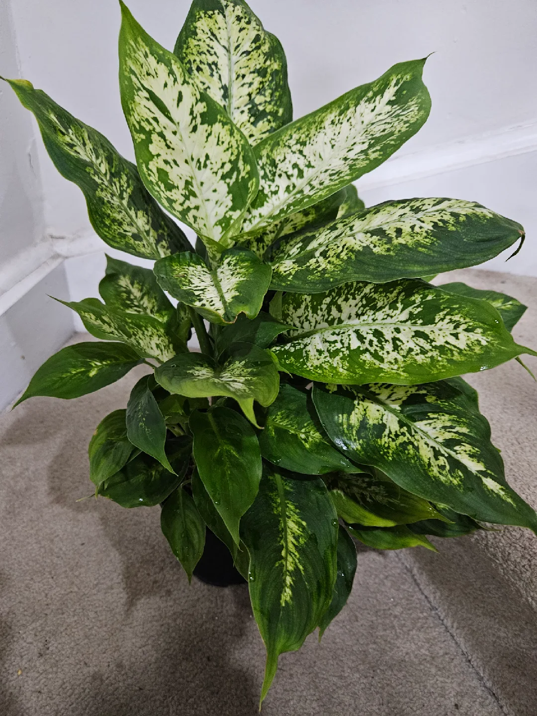 Dieffenbachia Plant🪴 image indicator(2)