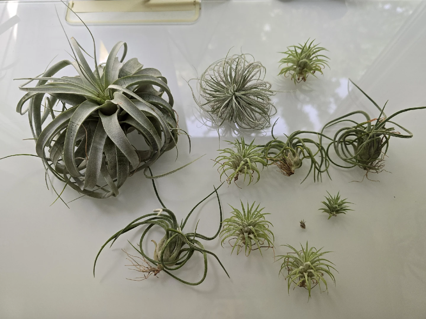 Various Airplants and Holders