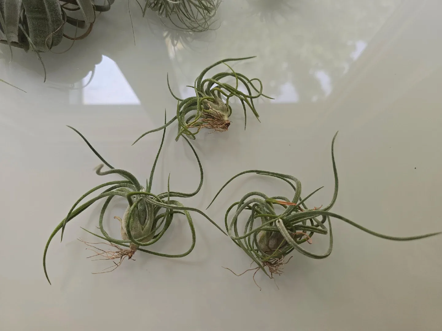 Various Airplants and Holders image indicator(8)