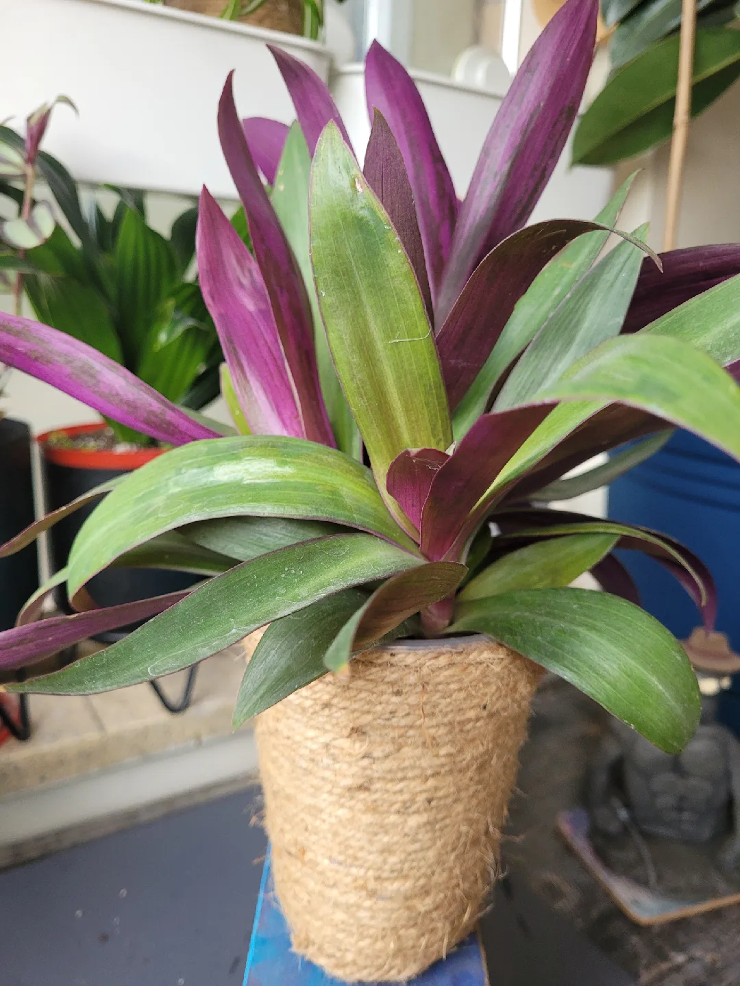 Boat Lilly Plant with Pot thumbnail