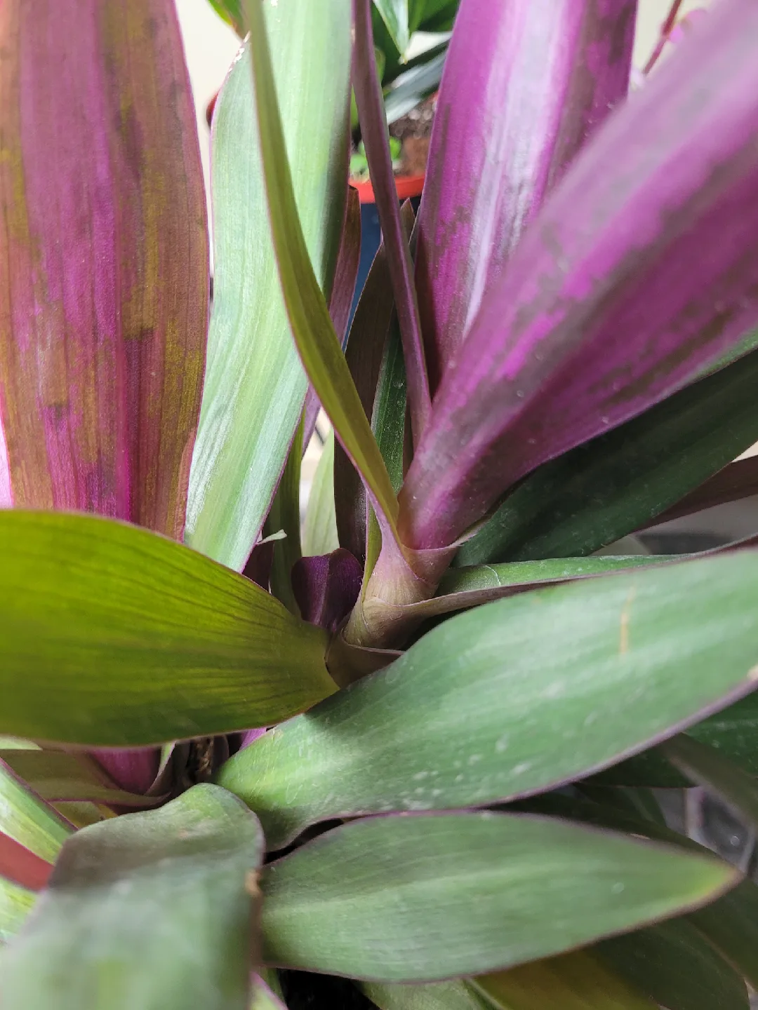 Boat Lilly Plant with Pot image indicator(2)