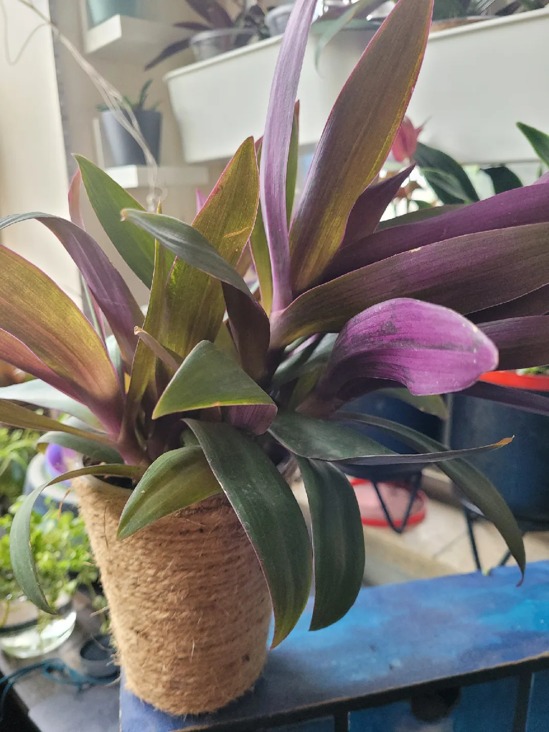 Boat Lilly Plant with Pot image indicator(3)