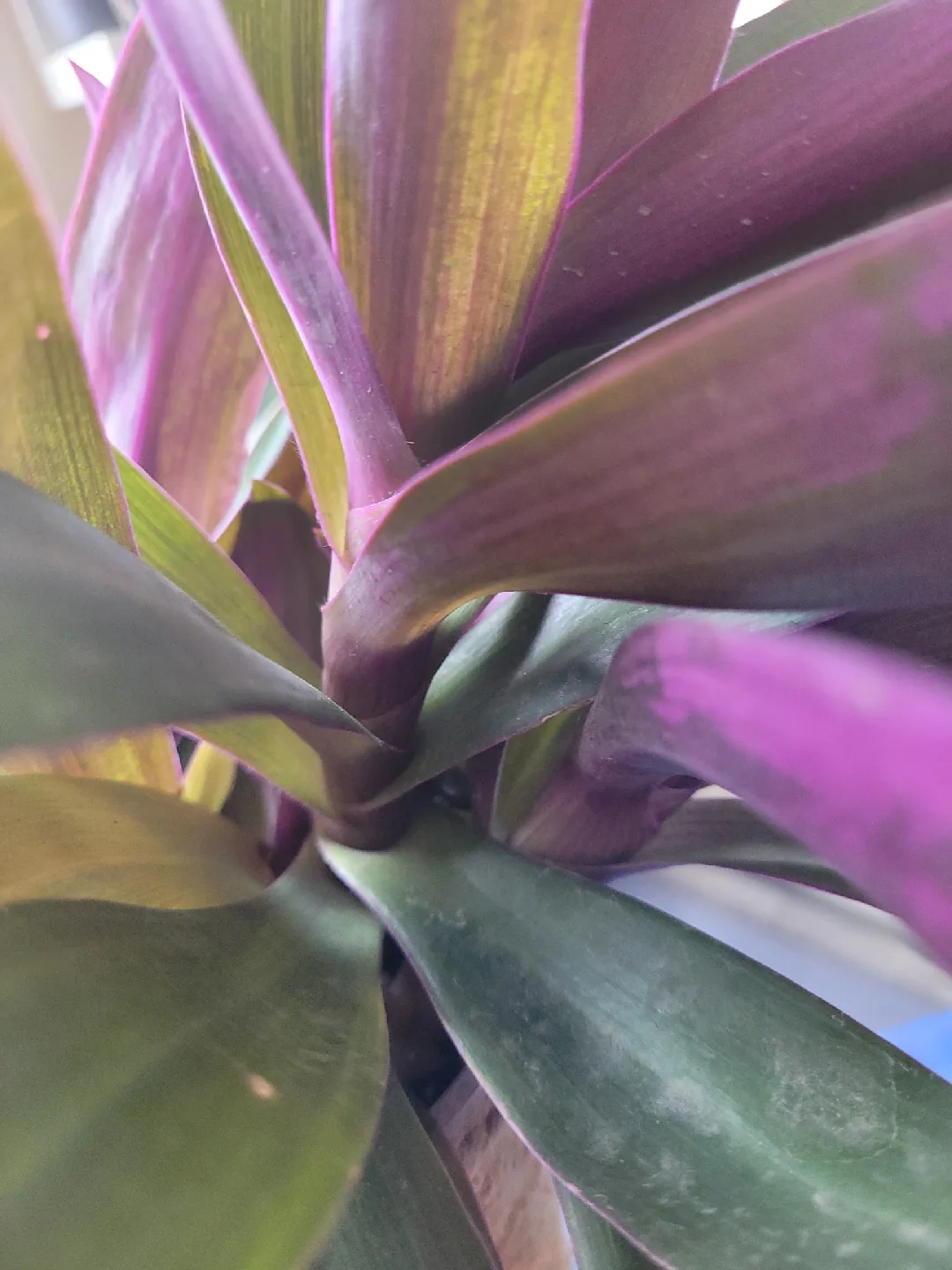 Boat Lilly Plant with Pot image indicator(4)