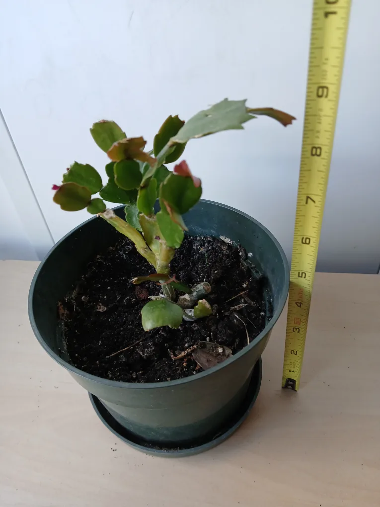 Potted Christmas Cactus. It's available. Firm price. image indicator(2)