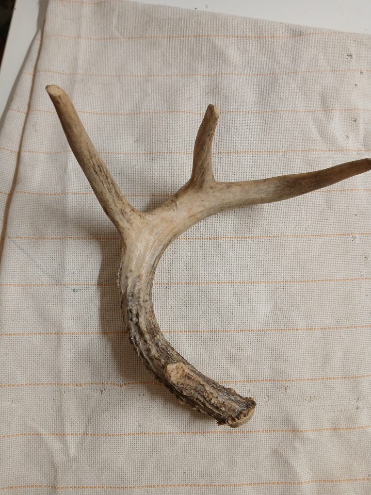 Deer Antler - photo 4