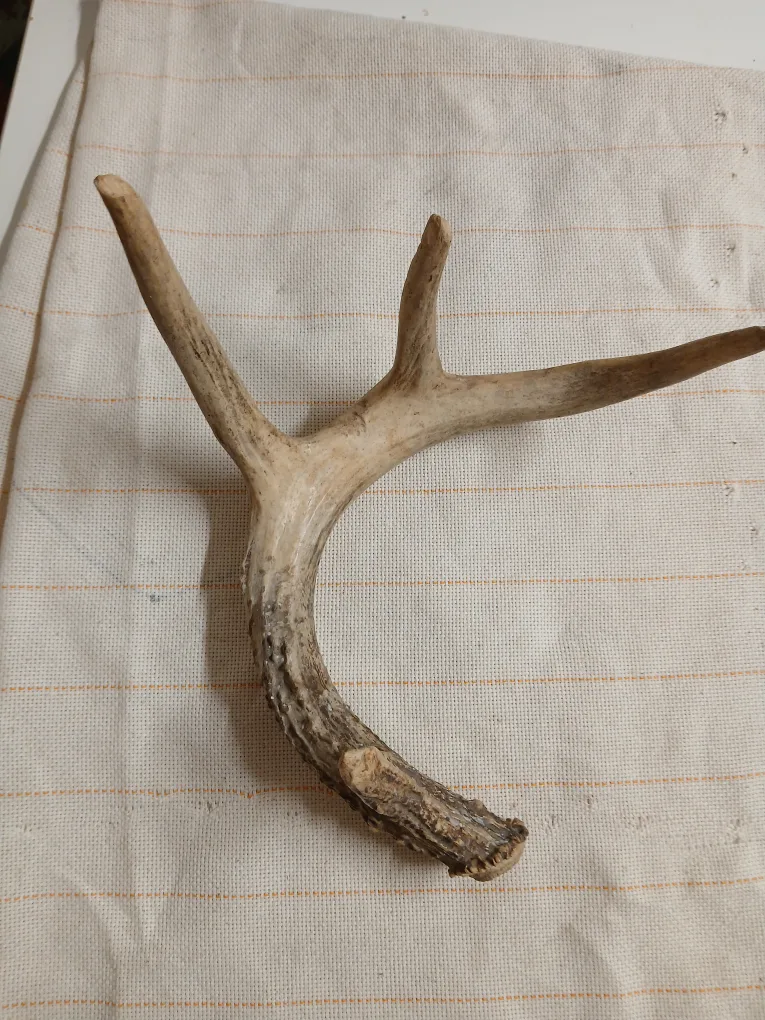 Deer Antler image indicator(4)