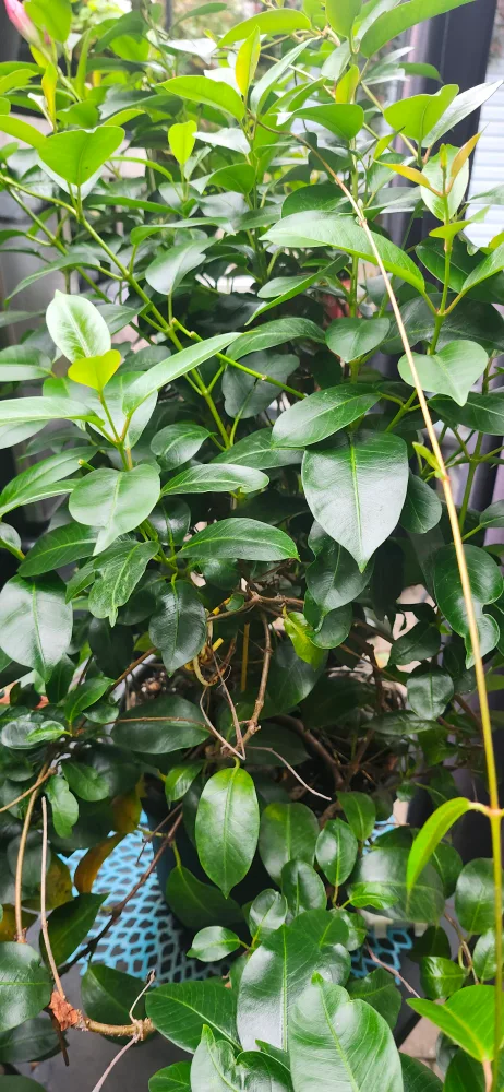 Potted Mandevilla Plant image indicator(2)