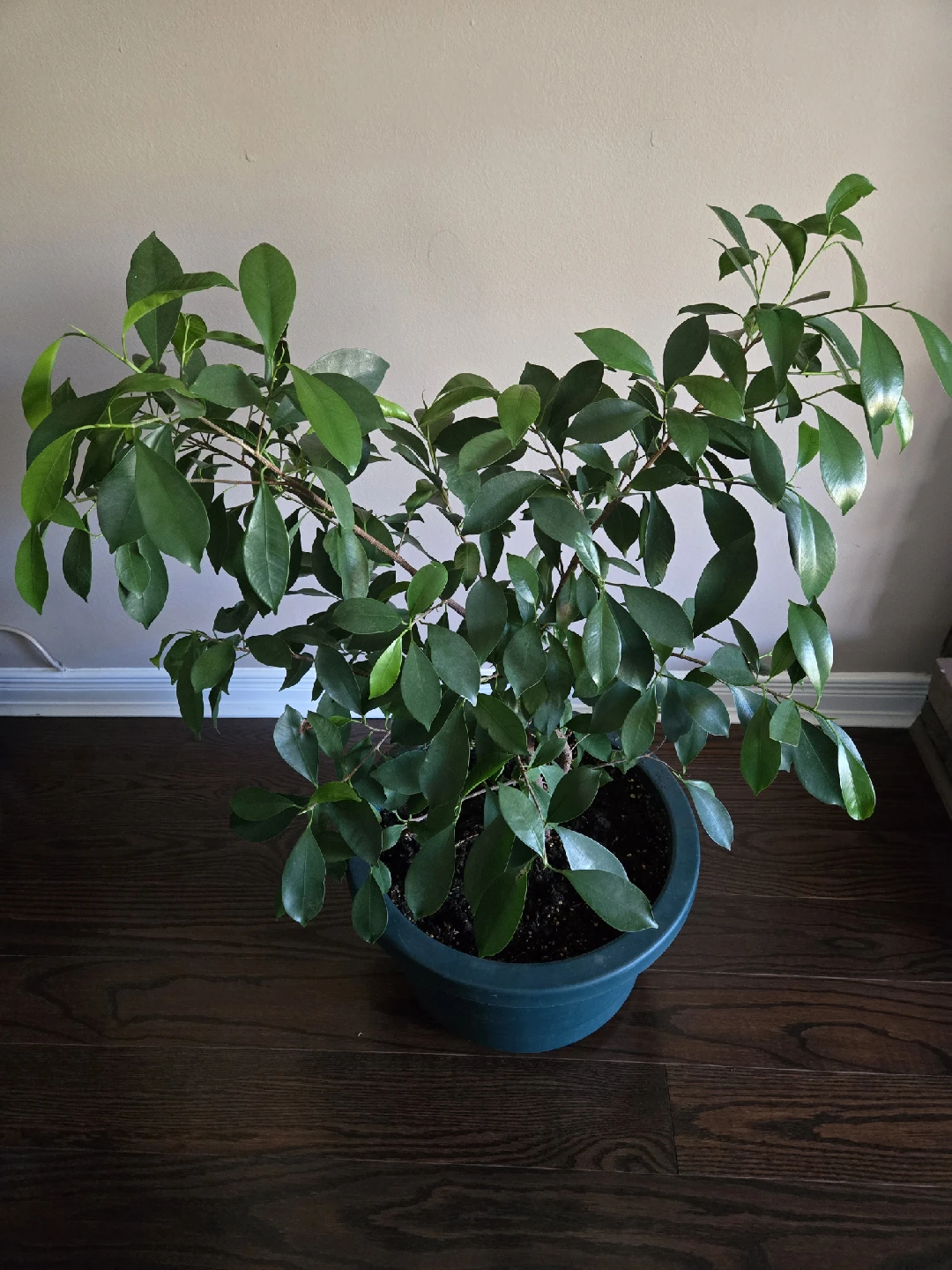 Ficus Benjamina Plant