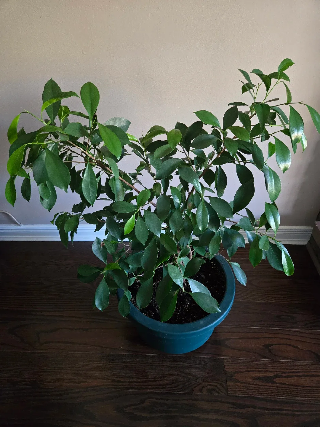 Ficus Benjamina Plant thumbnail