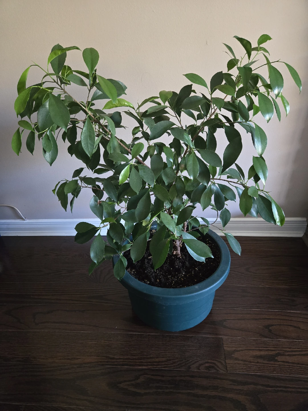 Ficus Benjamina Plant - photo 2