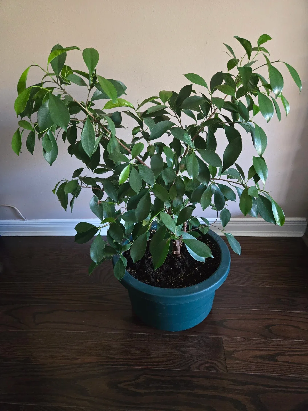 Ficus Benjamina Plant image indicator(2)