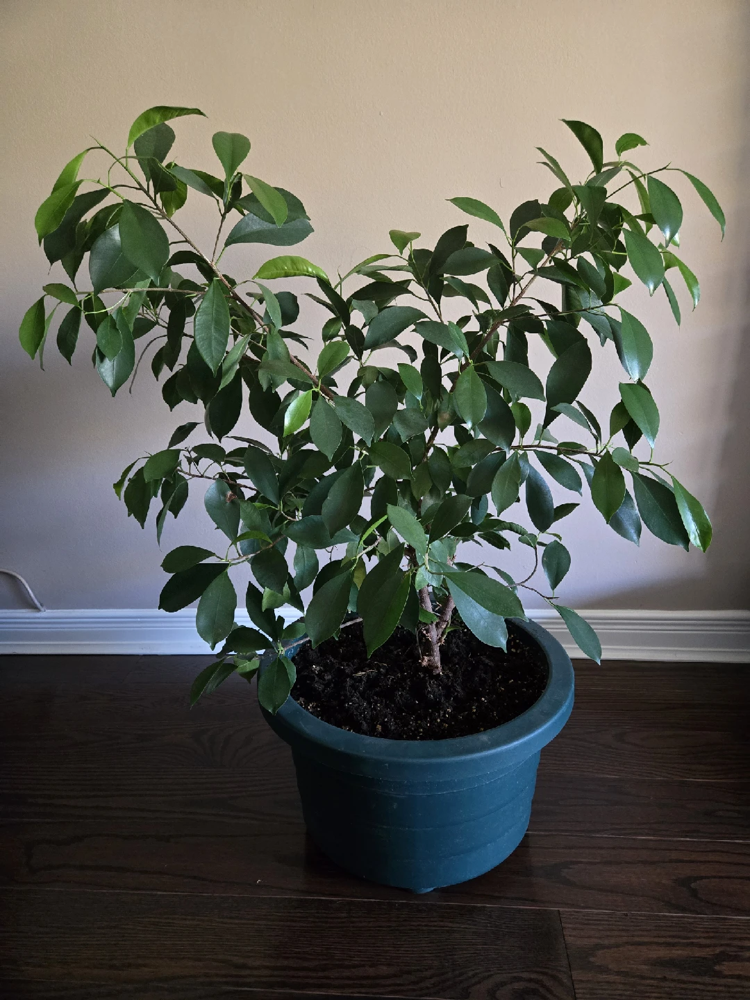Ficus Benjamina Plant - photo 3