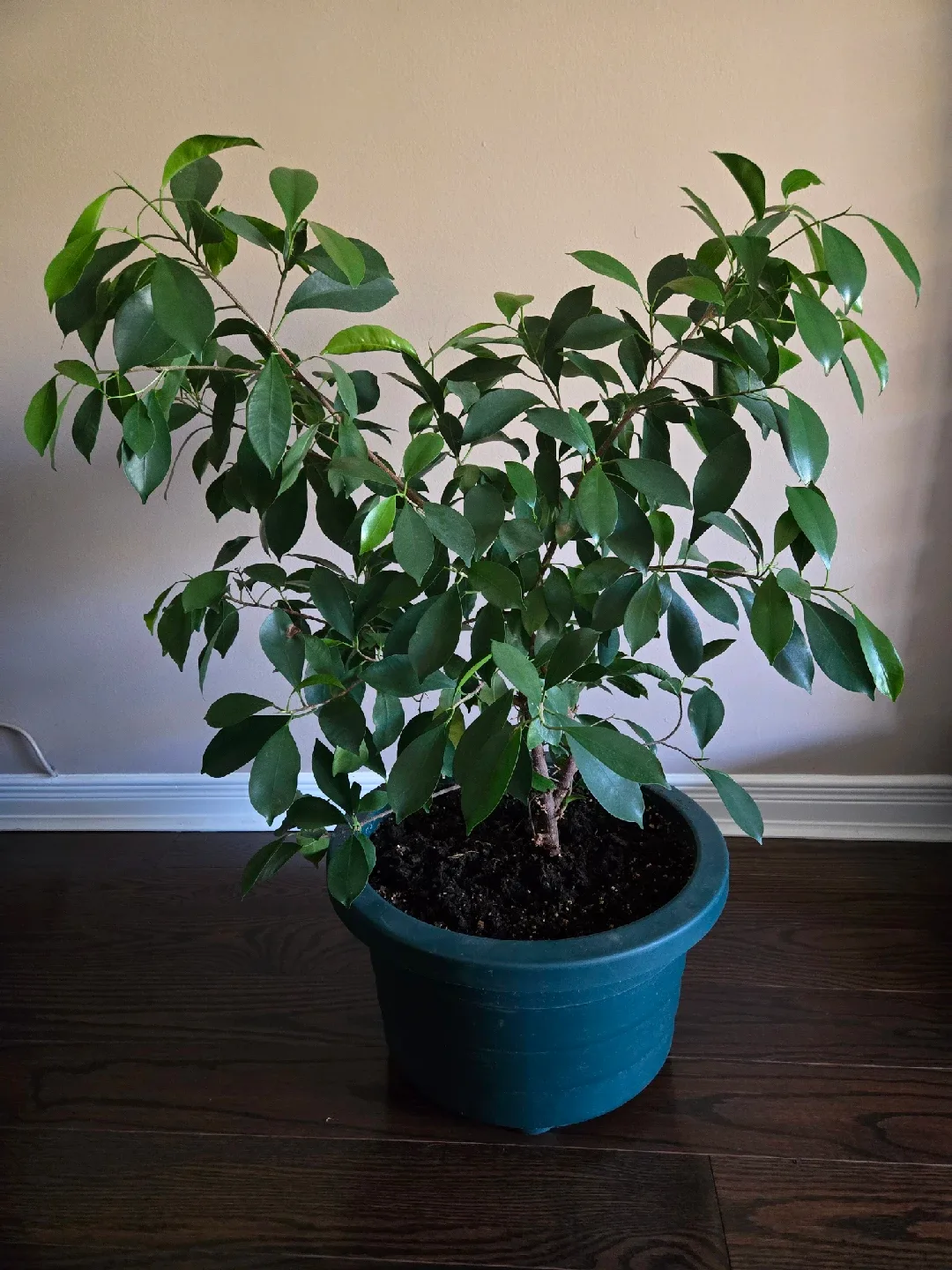 Ficus Benjamina Plant image indicator(3)