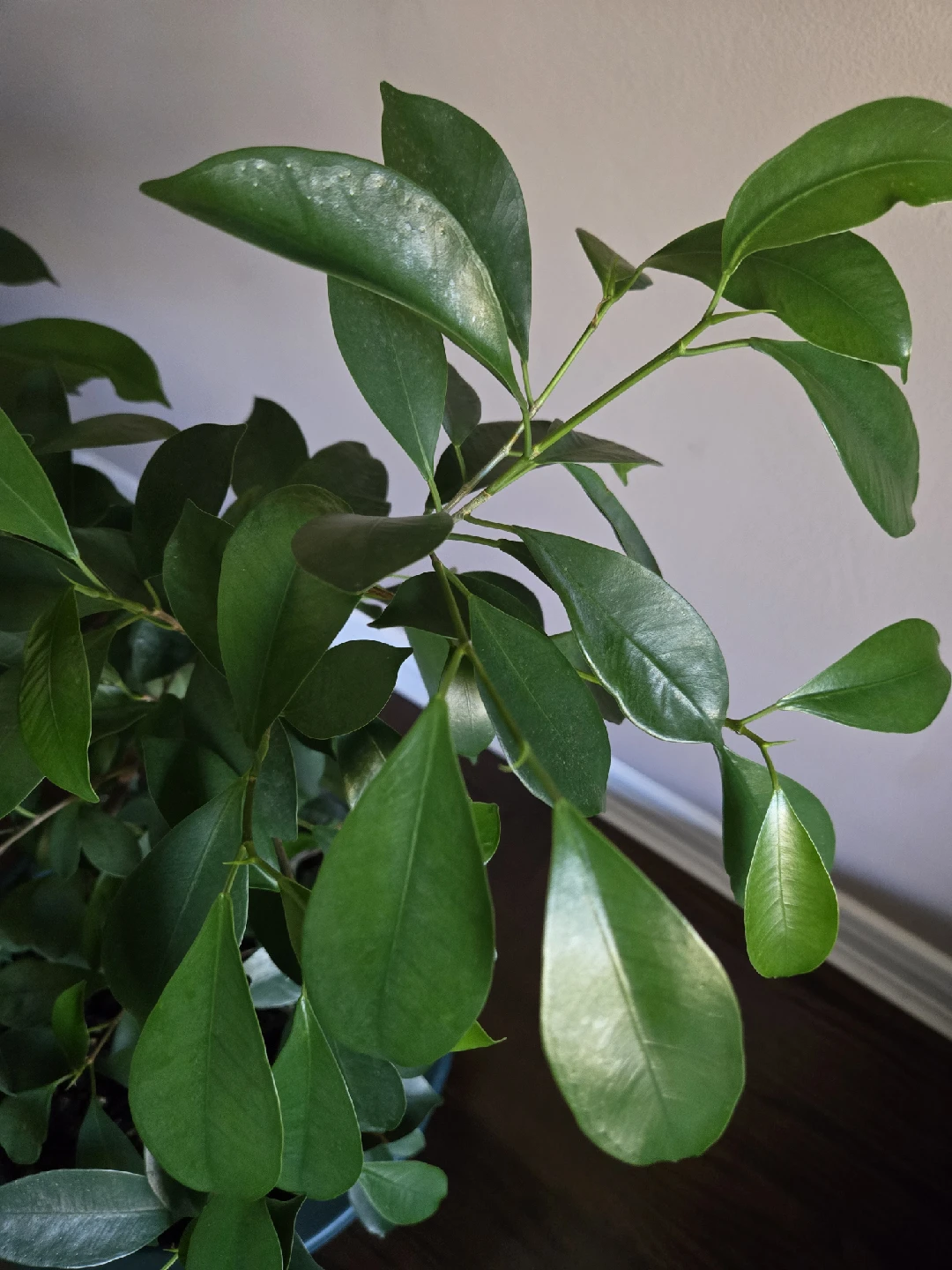 Ficus Benjamina Plant - photo 4