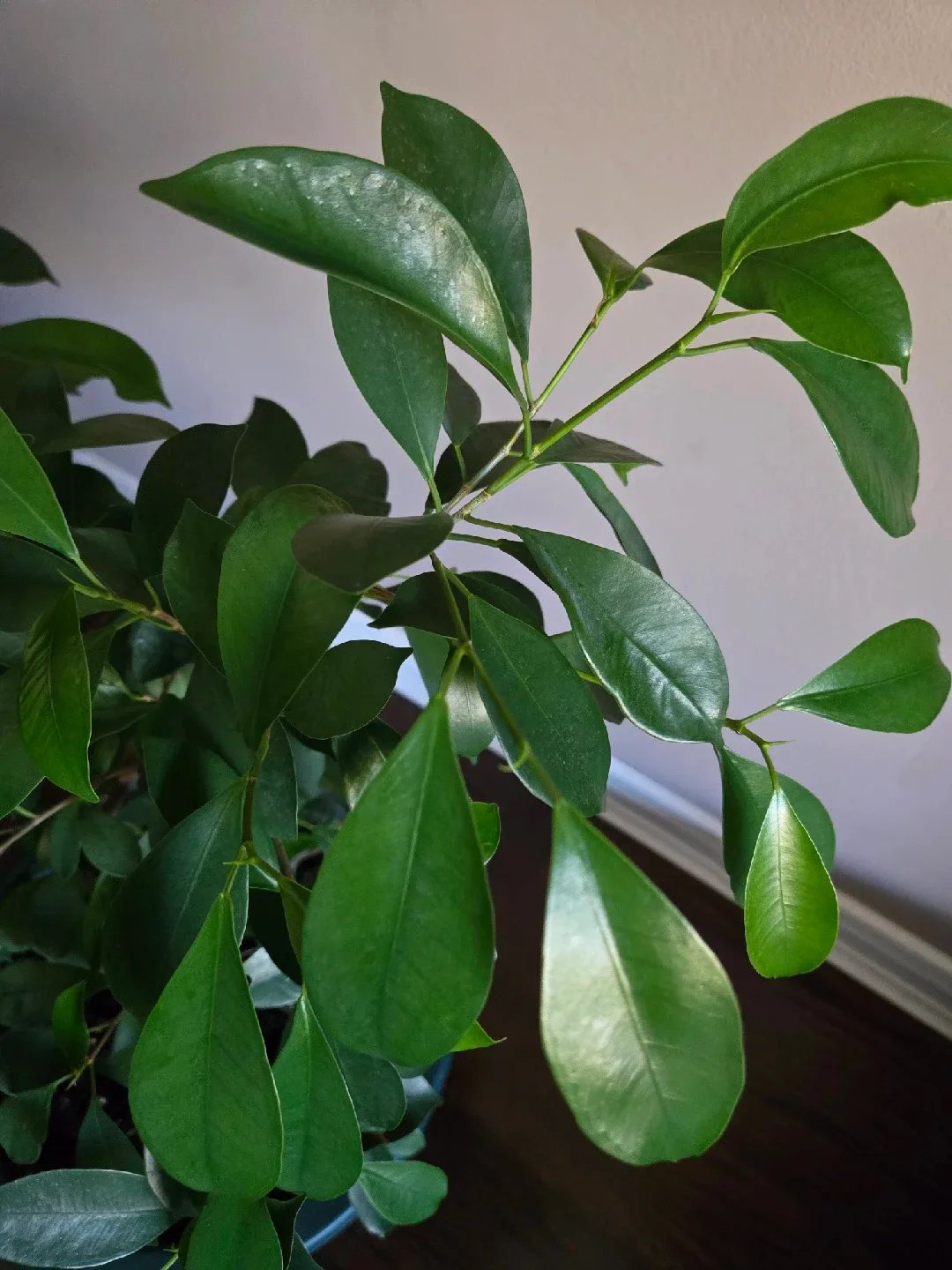 Ficus Benjamina Plant image indicator(4)