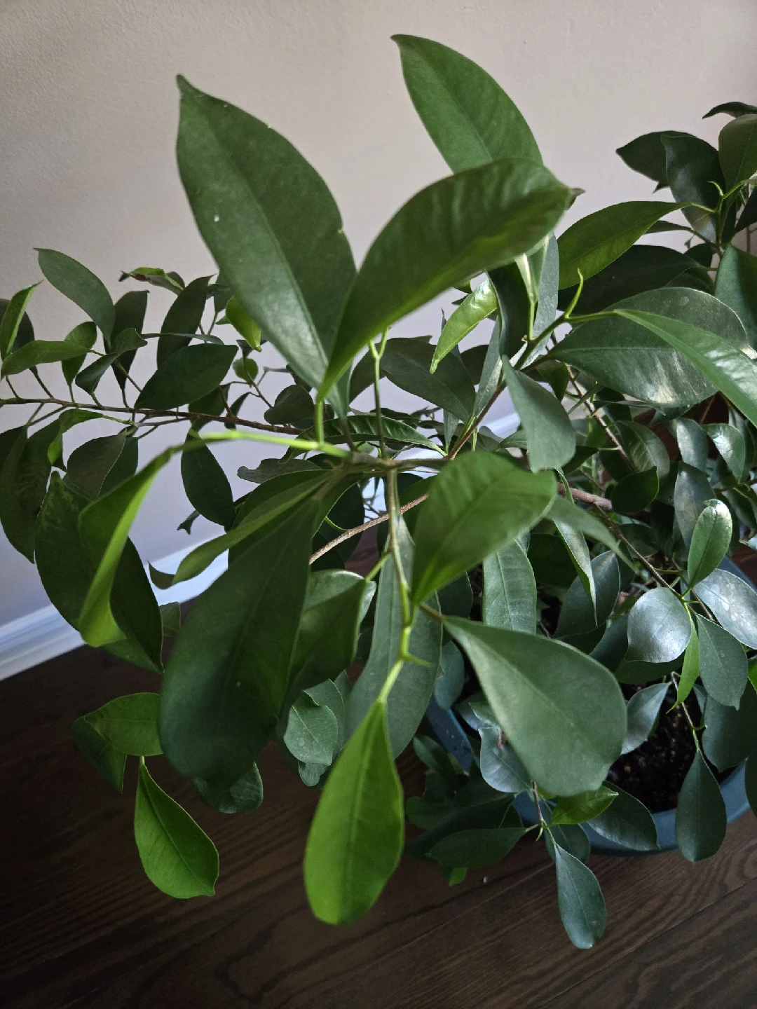 Ficus Benjamina Plant - photo 5