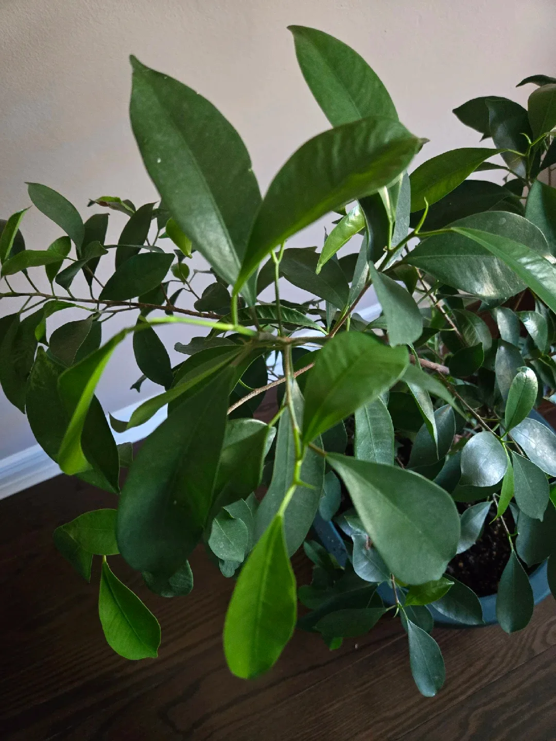 Ficus Benjamina Plant image indicator(5)