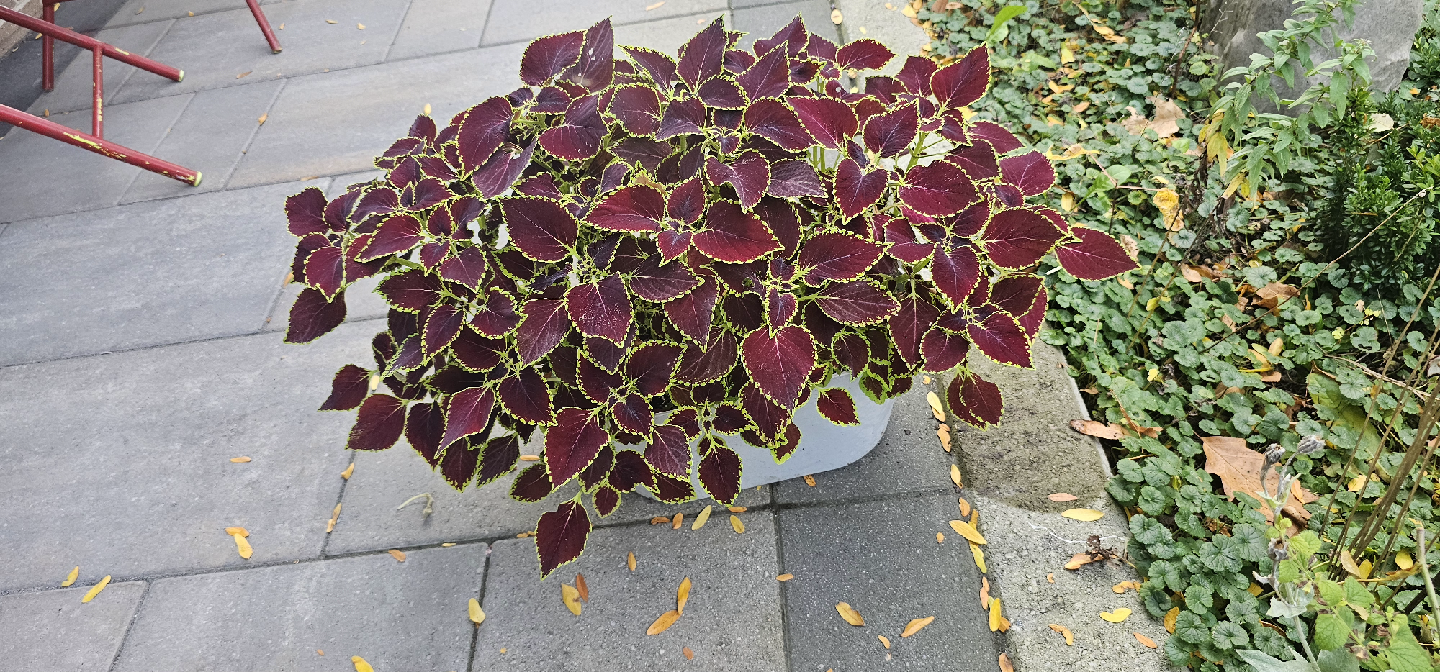 Coleus Plant