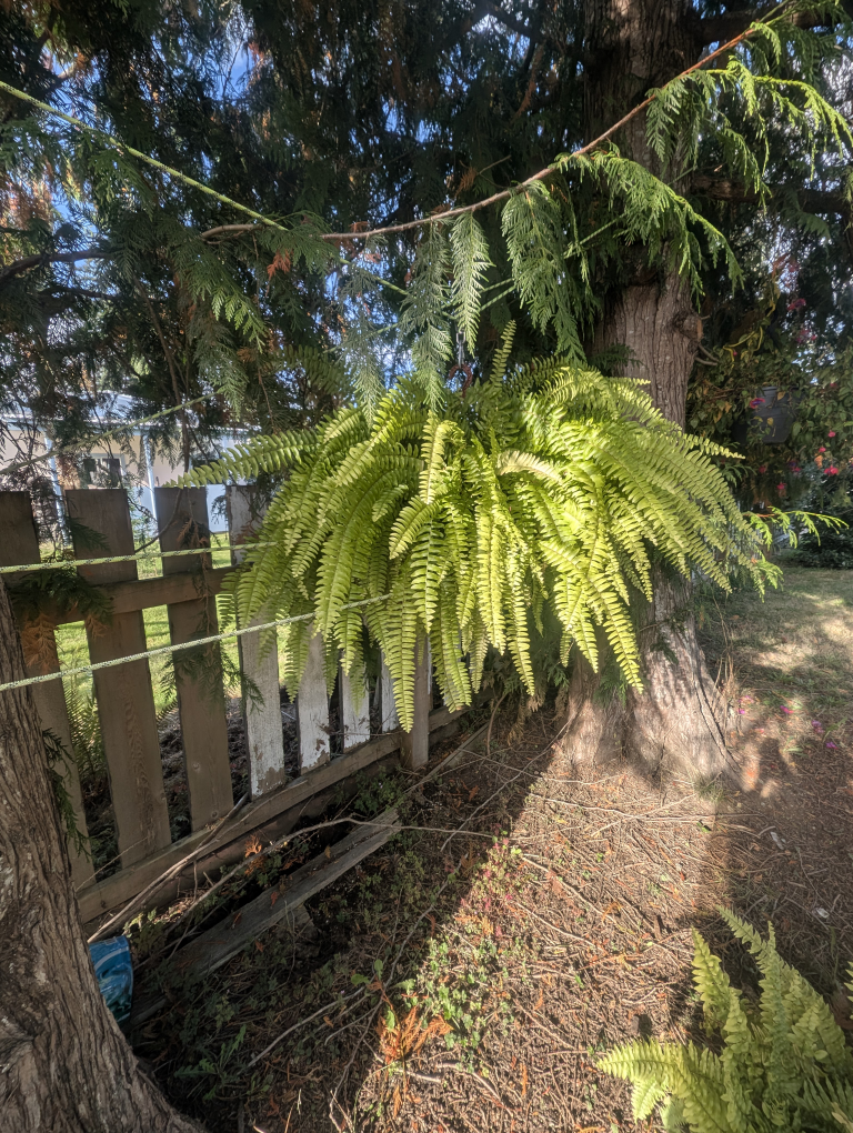 indoor fern