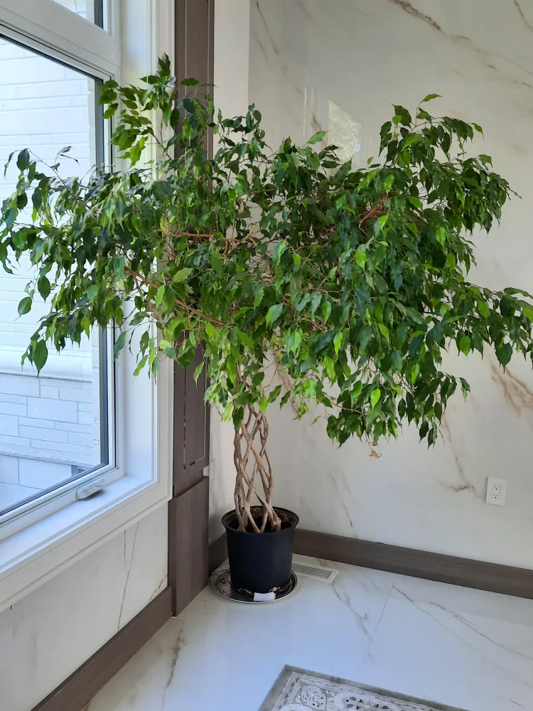 Ficus Tree image indicator(2)