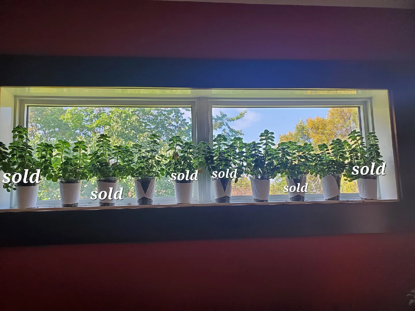 Cuban Oregano plants thumbnail
