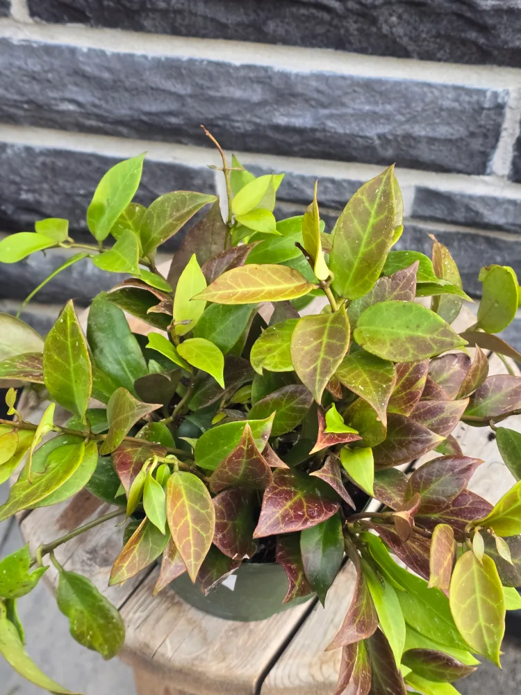 Assorted Indoor Plants image indicator(10)