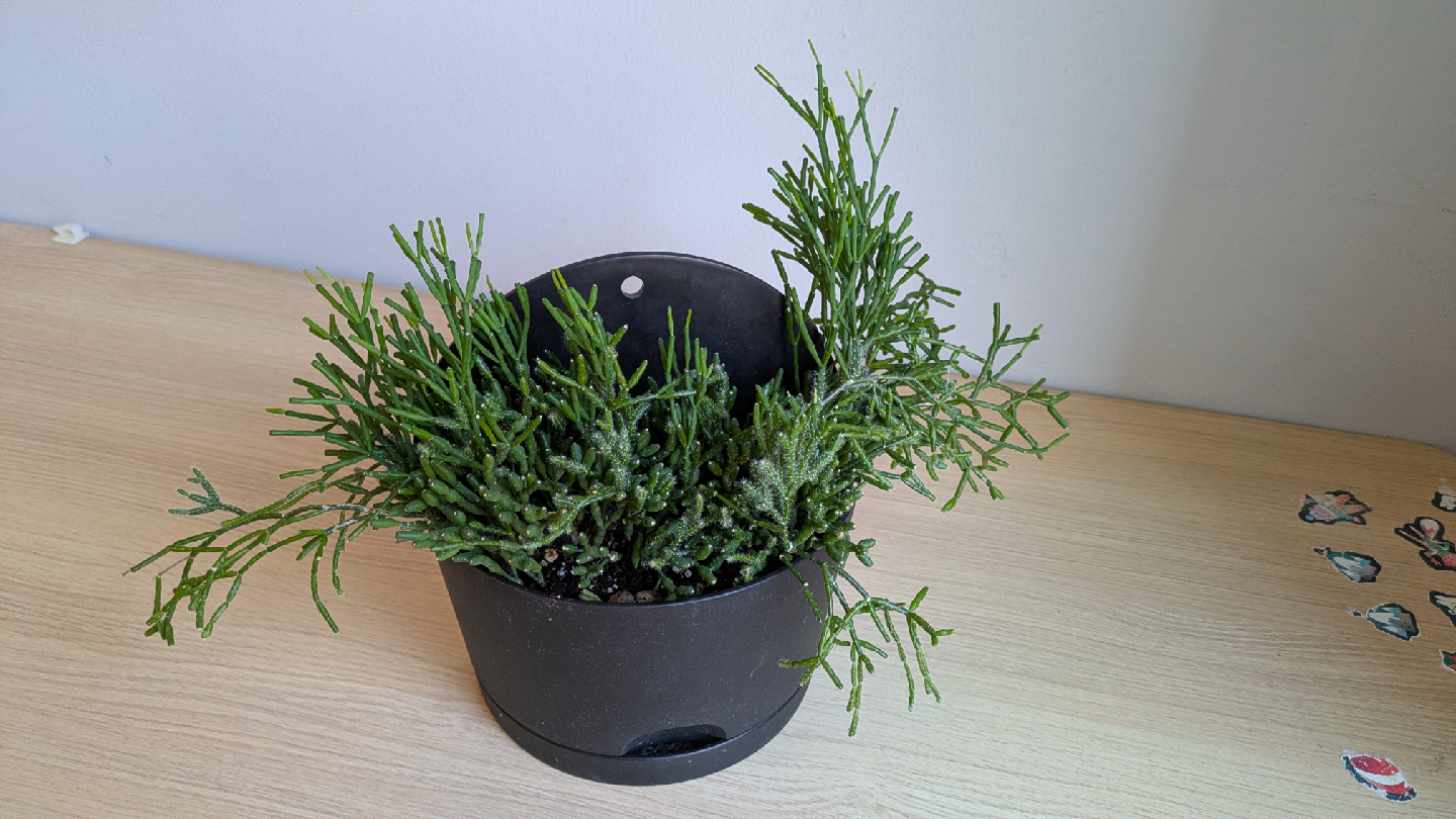 House Plants - photo 2