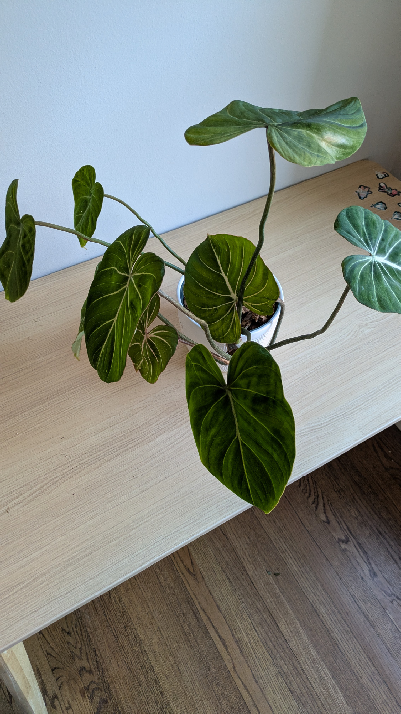 House Plants - photo 5