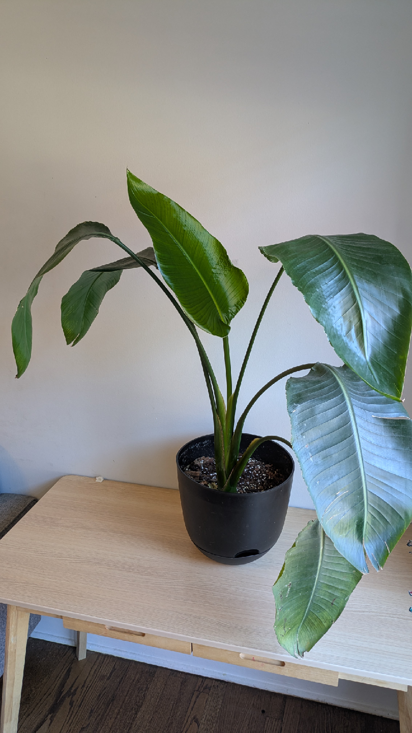 Indorr plant - Bird of paridise
