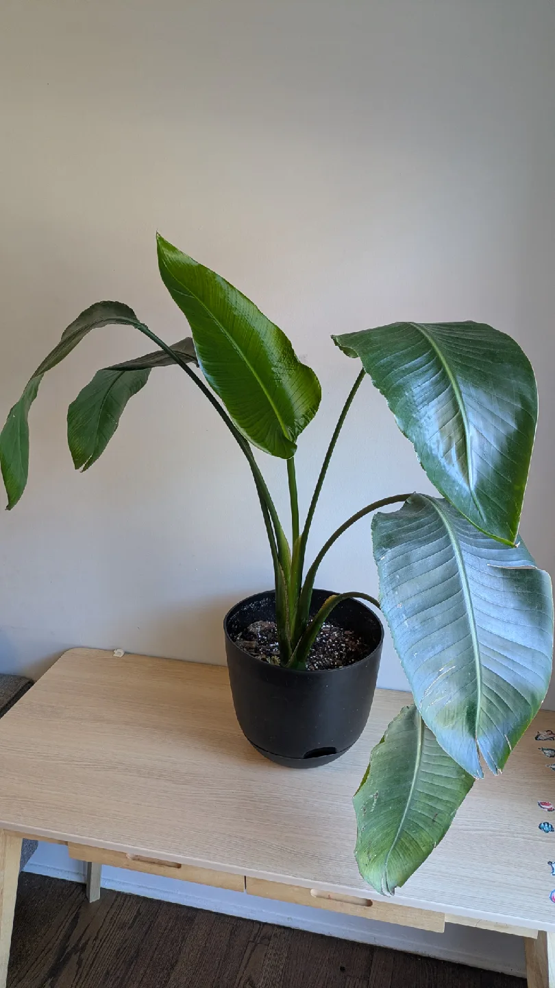 Indorr plant - Bird of paridise image indicator(2)