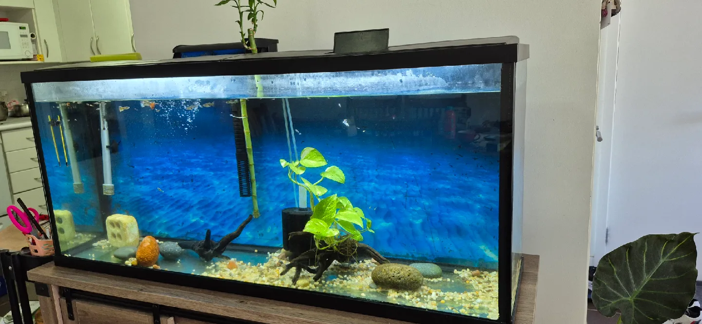 55 gallons Fish Tank with hanging filter, bubble spong filter. image indicator(4)