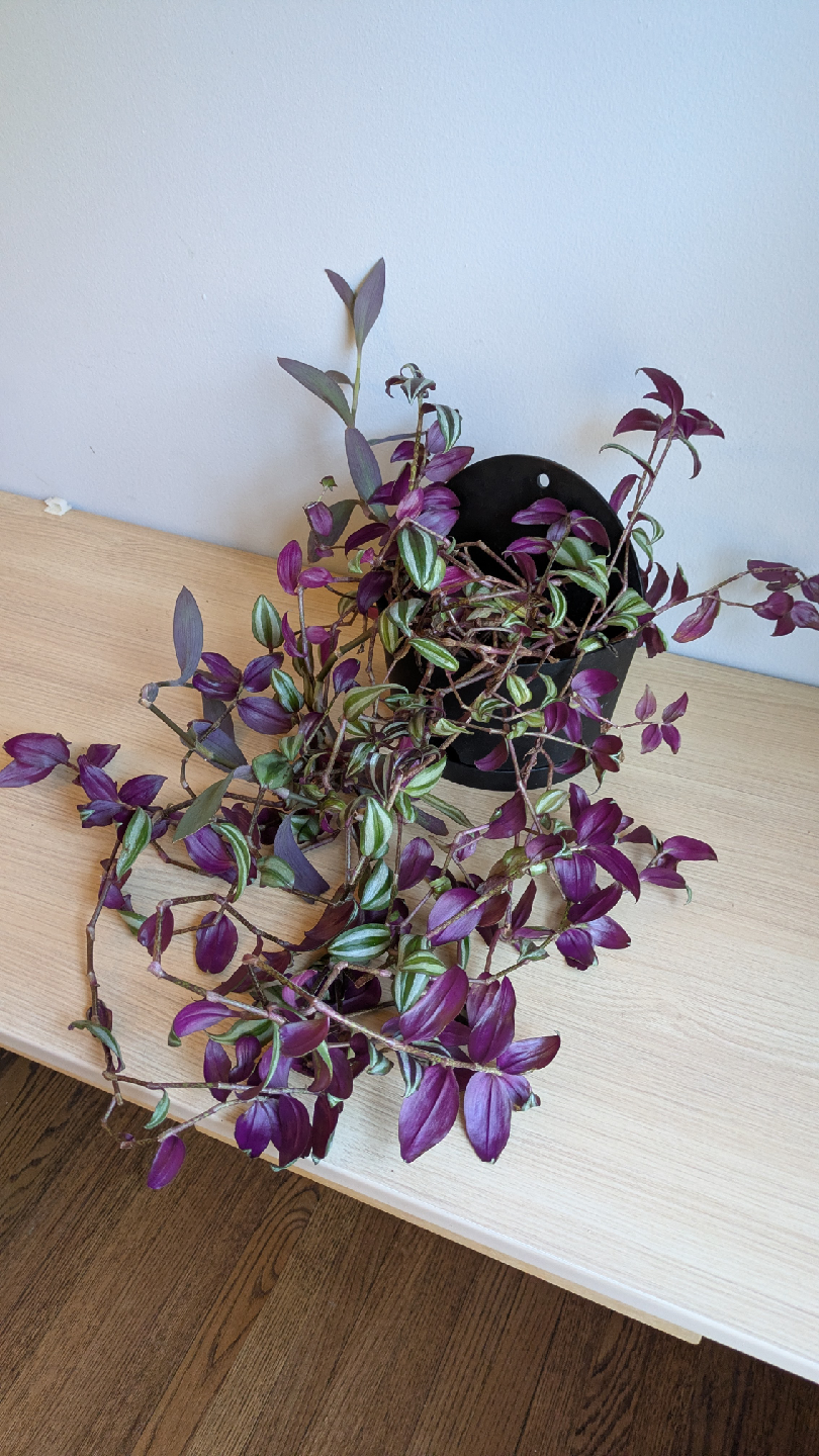 House Plants - photo 3