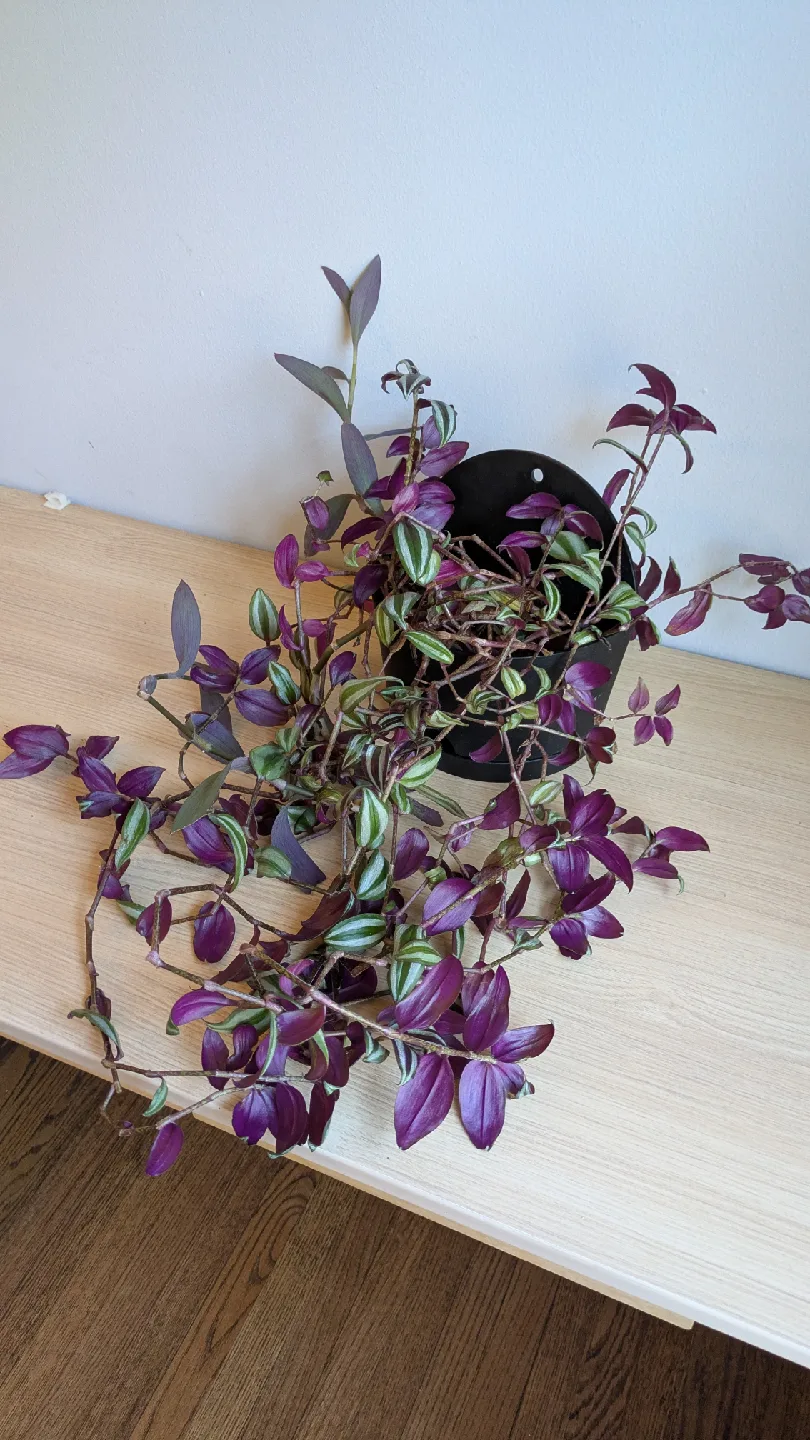 House Plants image indicator(3)