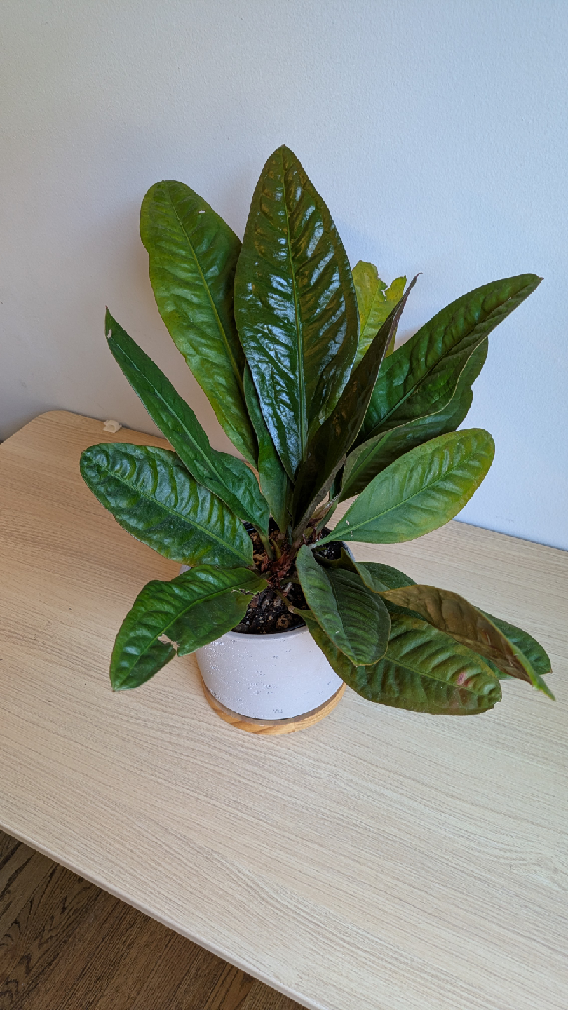 House Plants - photo 4