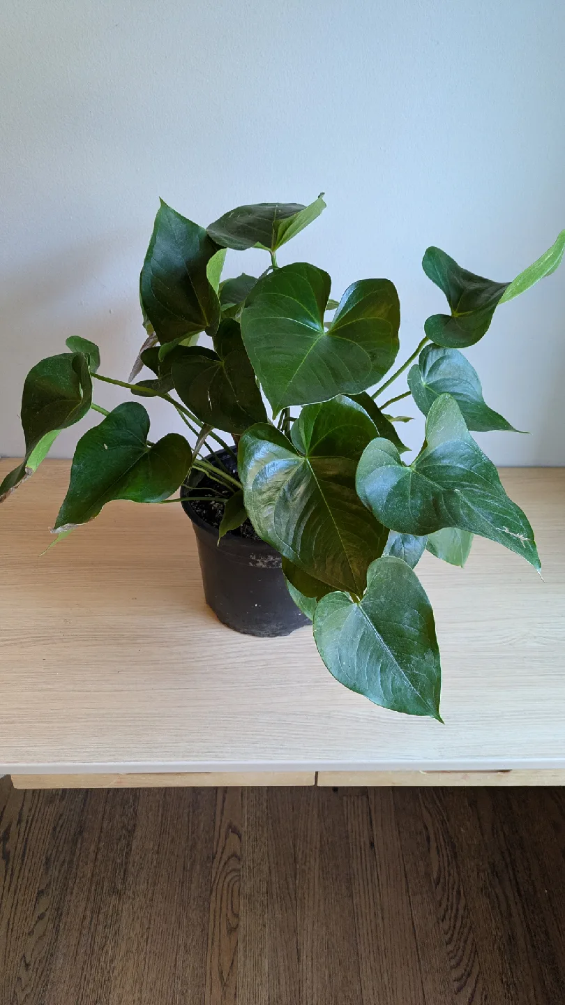 House Plants image indicator(6)