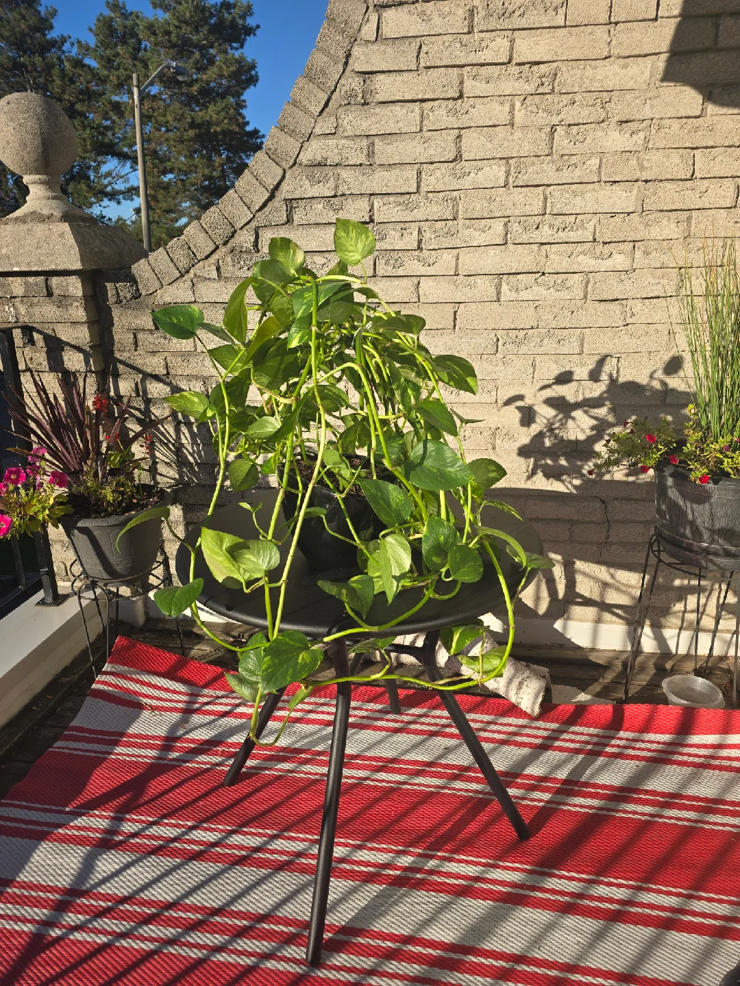 Pothos plant in black pot image indicator(2)