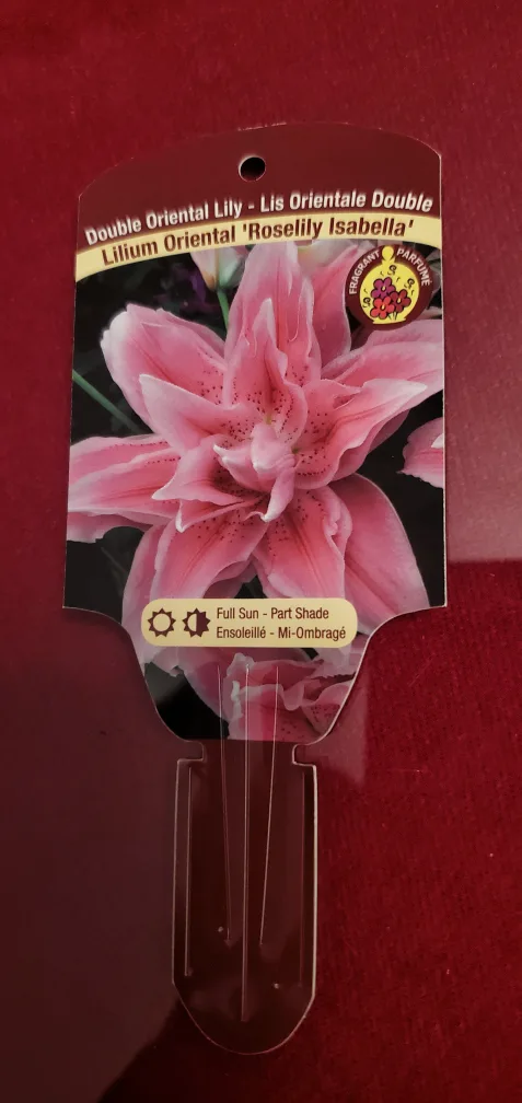 Double Oriental Lily image indicator(2)