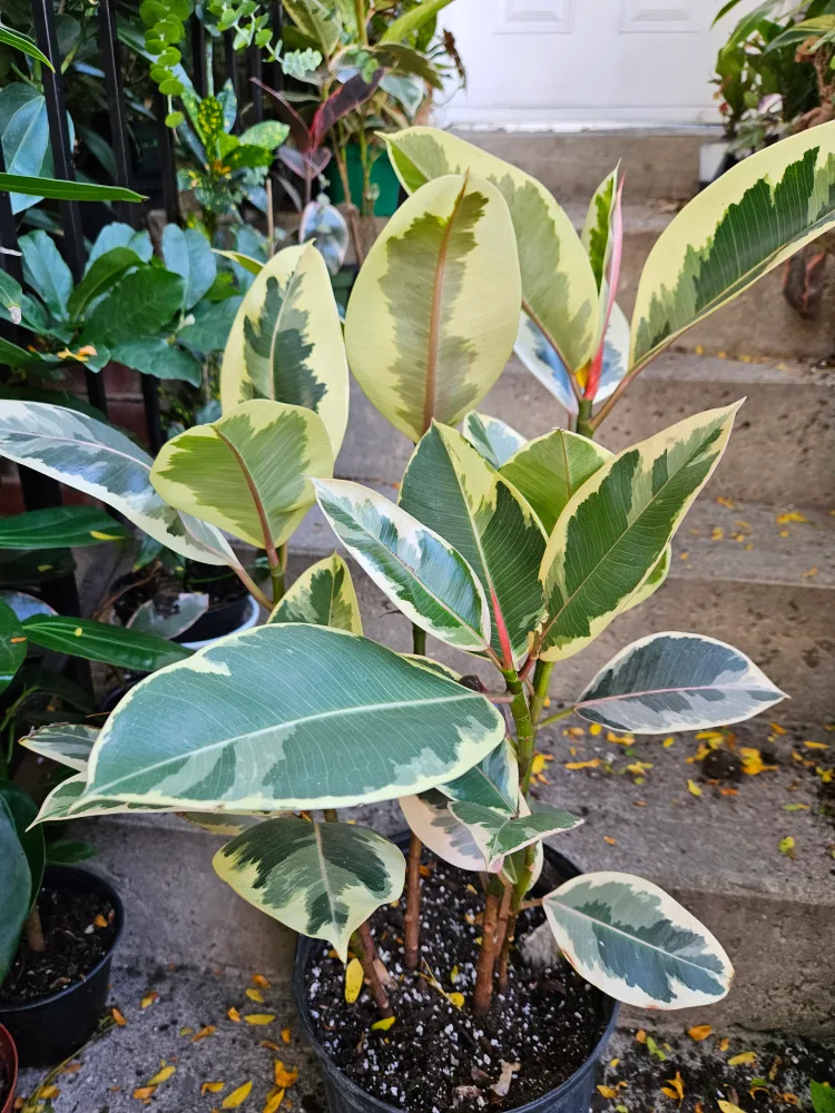 Variegated Rubber Plant🧡 image indicator(2)