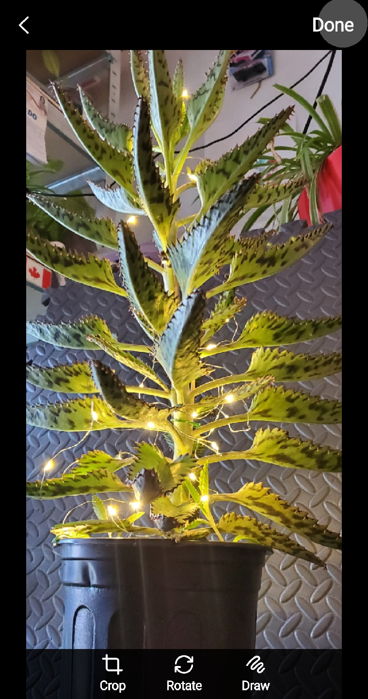 Mother of Thousands Plant with Fairy Lights - photo 2