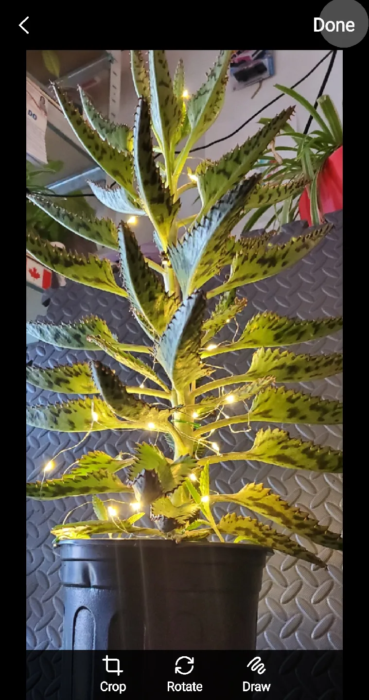 Mother of Thousands Plant with Fairy Lights image indicator(2)