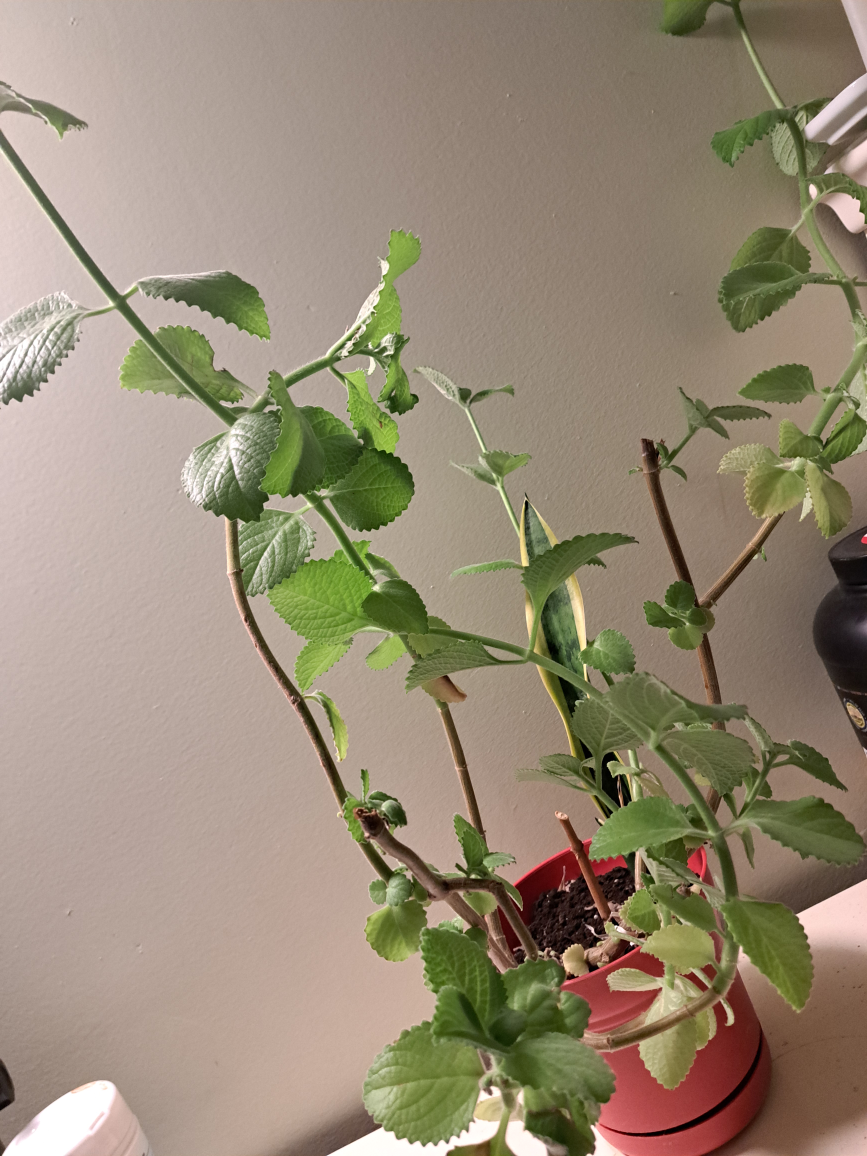 Cuban Oregano Plant with a sneak plant