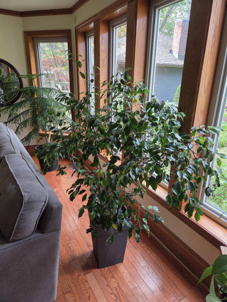 weeping fig, Ficus Benjamina